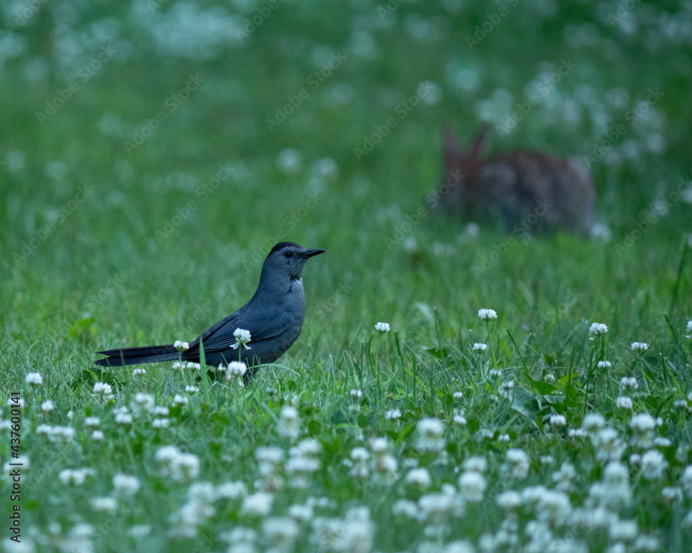 Obraz premium Catbird with Rabbit
