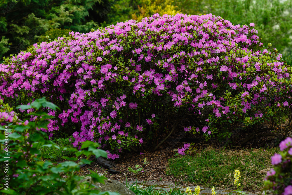 Pacific rhododendron (Rhododendron macrophyllum), blooming time at the spring park