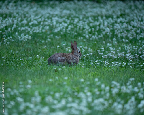 Rabbit in Clover Blooms © Carter