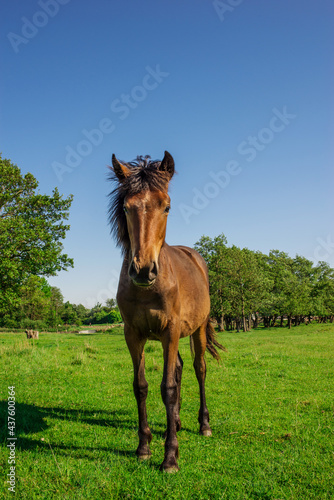 Bay foal grazes on a green summer meadow in the evening sun