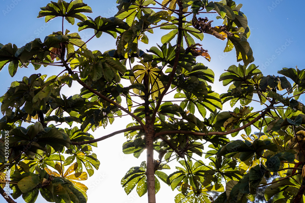 Embauba tree on Atlantic Rainforest in Brazil Embauba tree on Atlantic Rainforest in Brazil