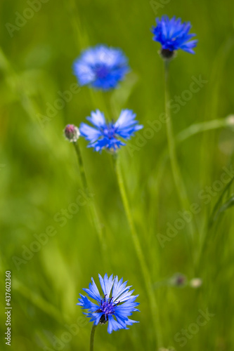 beautiful blue flowers of cornflowers