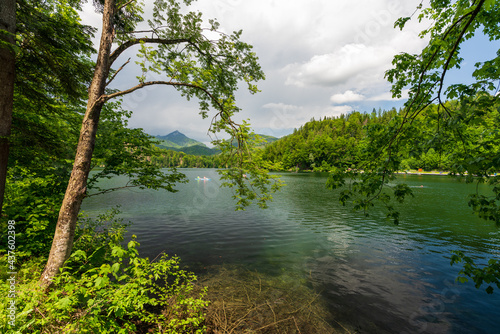 markanter Baum am Hechtsee bei Kufstein in Tirol   sterreich