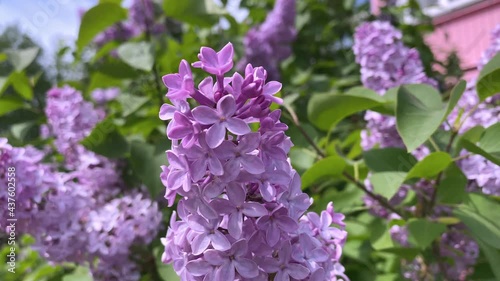 Beautiful lilac in bloom close-up, brush of lilacs in the wind, Lilac flowers bunch background