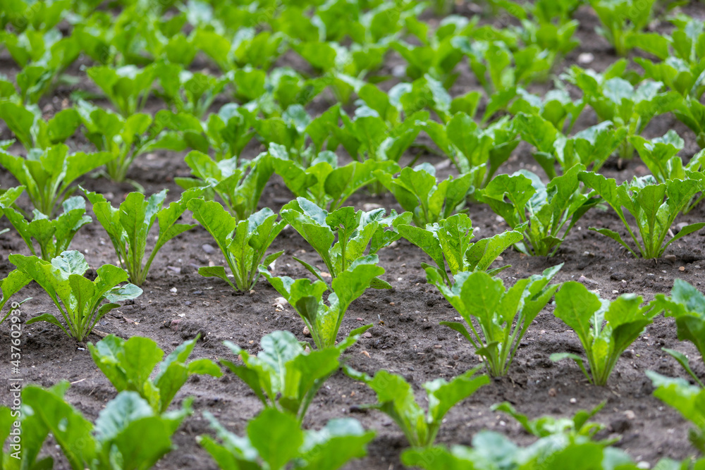 young plants on a beet field, close up young plants on a beet field, close up