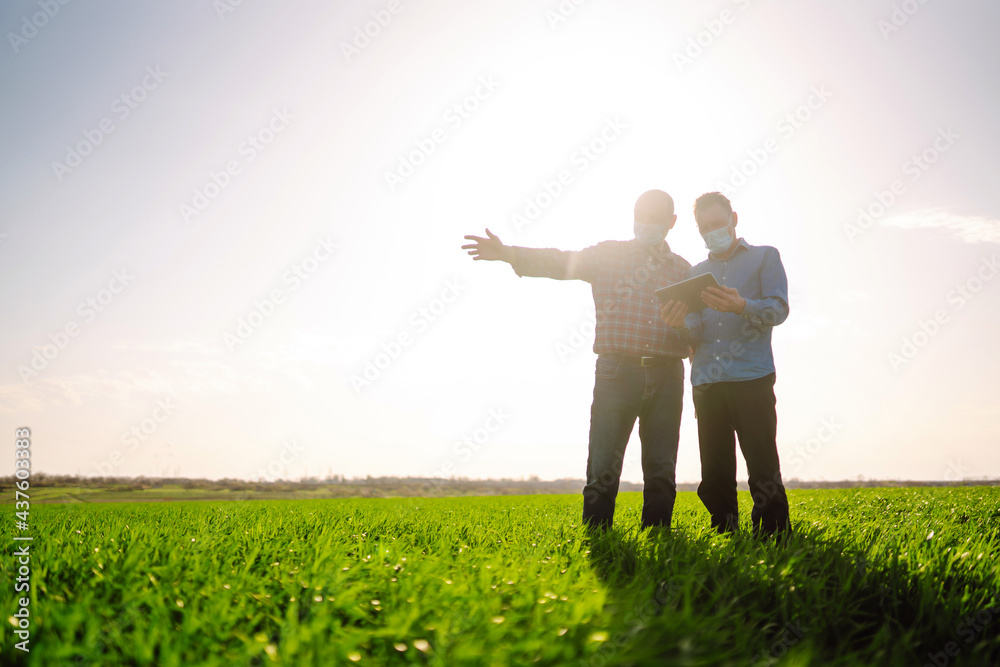 Farmers with tablet on a green wheat field. Farmers in sterile medical masks discuss agricultural issues. Smart farm. Agro business. Covid-19. Farmers with tablet on a green wheat field. Farmers in sterile medical masks discuss agricultural issues. Smart farm. Agro business. Covid-19.