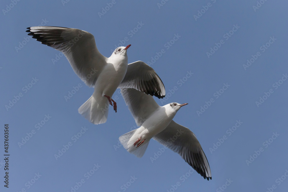 Obraz premium close up of two gulls flying in a blue sky