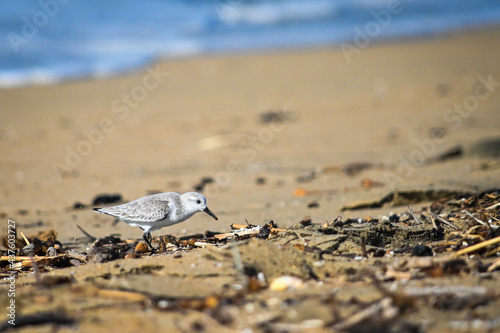 Bird on the beach © Ron