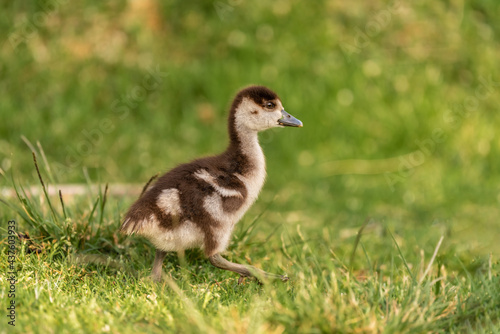 Baby Egyptian goose ( Alopochen aegyptiaca ) in early spring morning in Ramat Gan park. Israel. © Gur