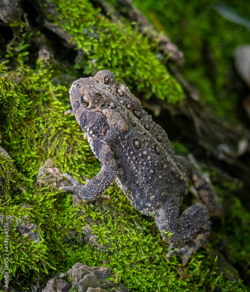 Obraz premium American toad on a mossy tree