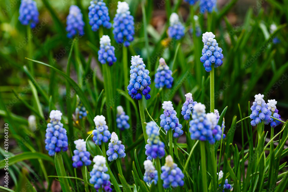 Muscari aucheri 'Ocean Magic' (Grape Hyacinth) Muscari aucheri 'Ocean Magic' (Grape Hyacinth)