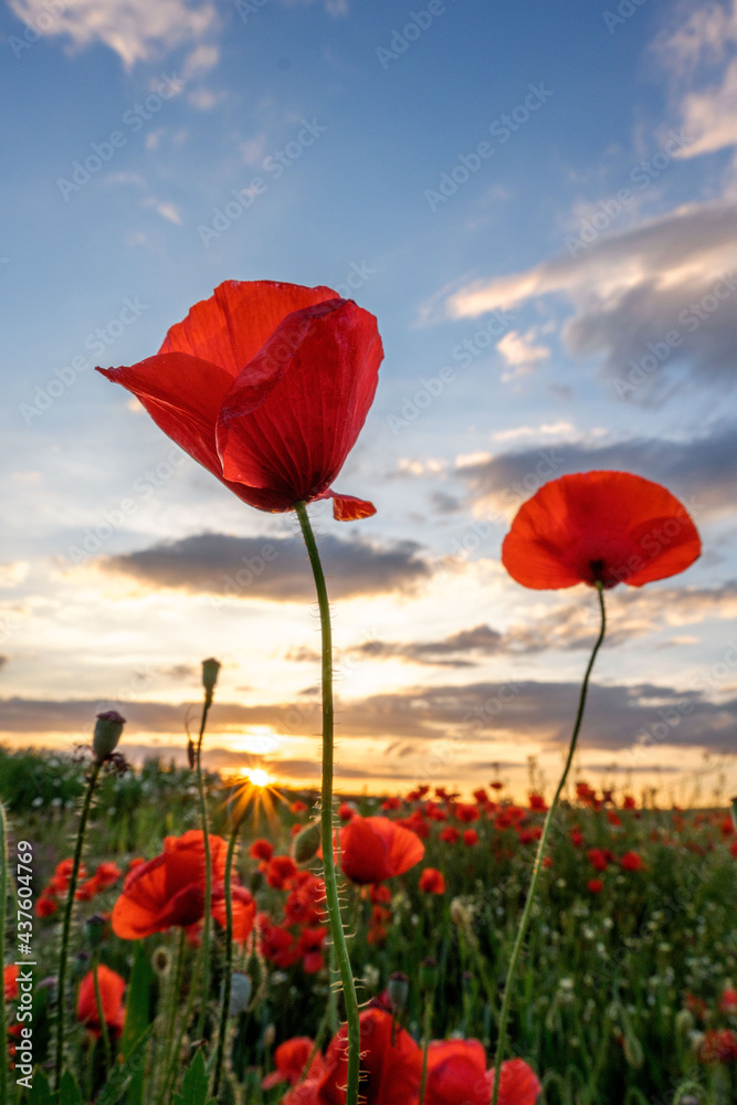 Obraz premium Amapola en primavera, campo de flores rojas, amapolas y ciehlo