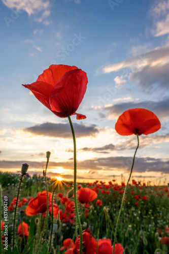 Amapola en primavera, campo de flores rojas, amapolas y ciehlo