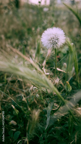 Fluffy dandelion in the green grass