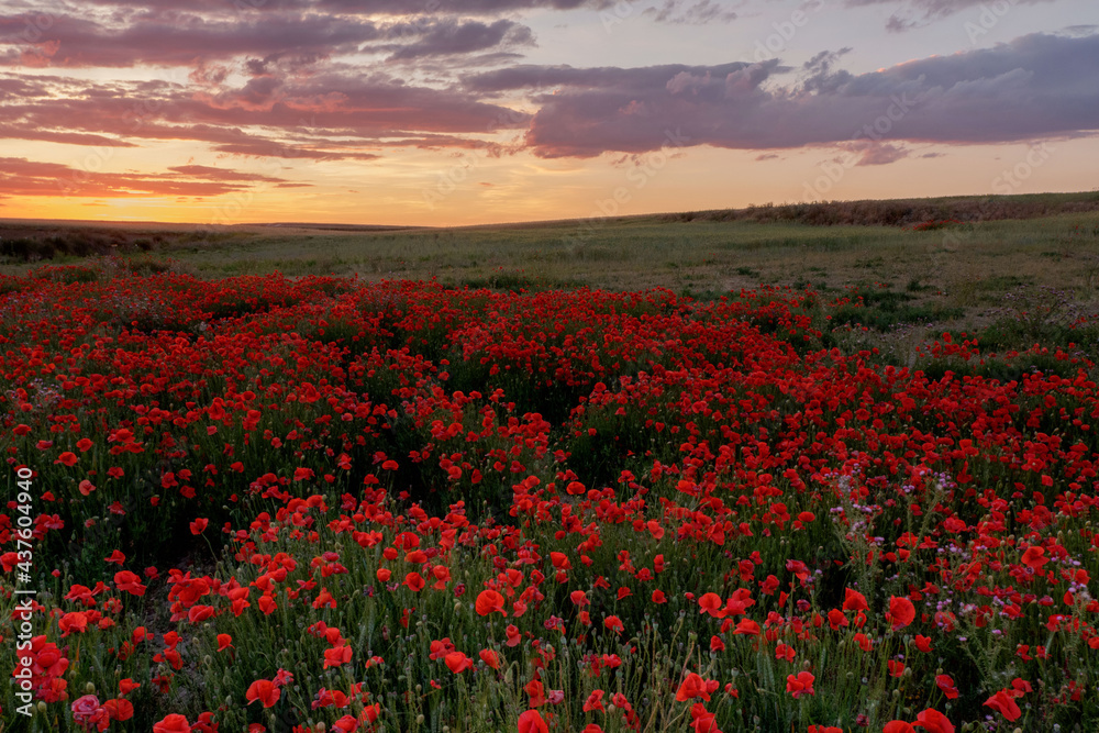 Amapola en primavera, campo de flores rojas, amapolas y ciehlo