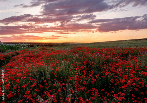 Amapola en primavera  campo de flores rojas  amapolas y ciehlo