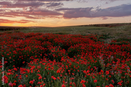 Amapola en primavera  campo de flores rojas  amapolas y ciehlo