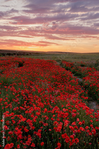 Amapola en primavera  campo de flores rojas  amapolas y ciehlo