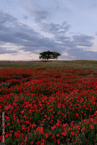 Amapola en primavera, campo de flores rojas, amapolas y ciehlo