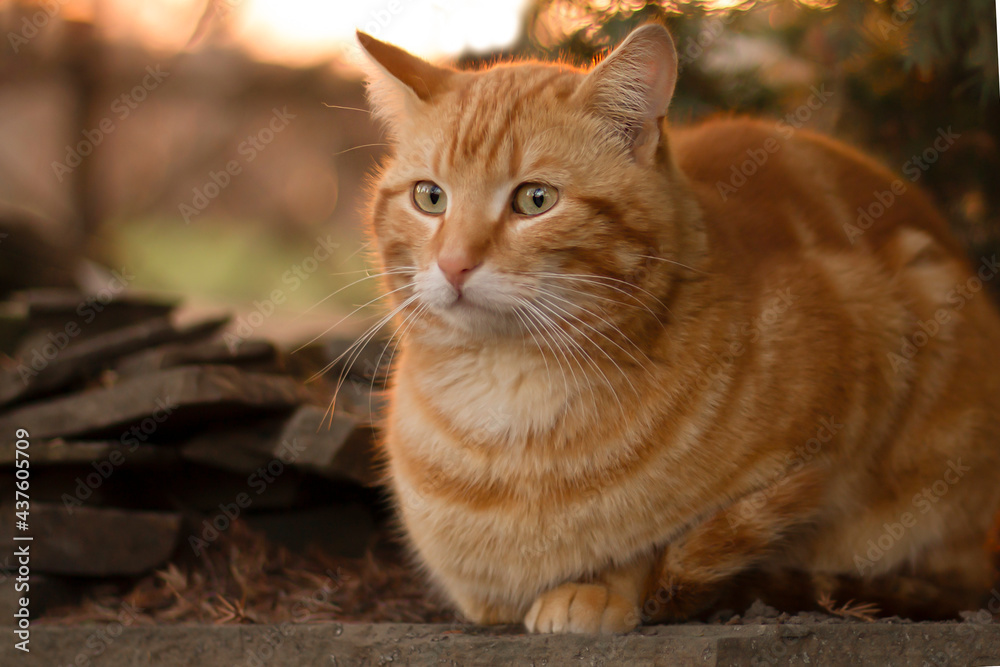 portrait of a cat, red cat