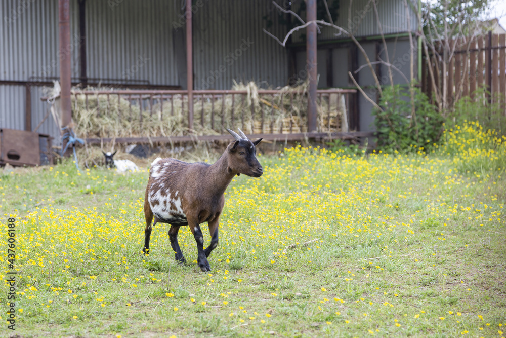 Fototapeta premium Eine Ziege im Bauernhof,