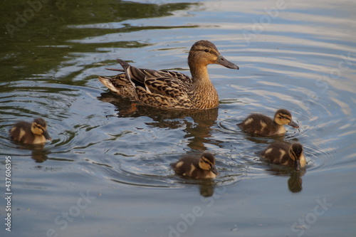 duck and ducklings © irbismarengo