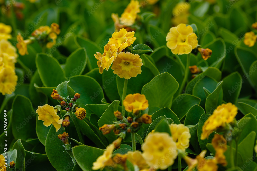 Yellow Auricula flower. Primula auricula in spring garden Yellow Auricula flower. Primula auricula in spring garden