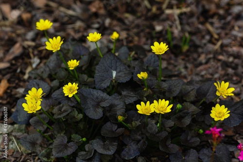 Ficaria verna sort Brazen Hussy in spring garden. Yellow