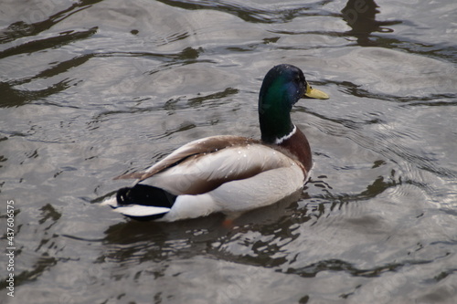 duck on the lake © irbismarengo