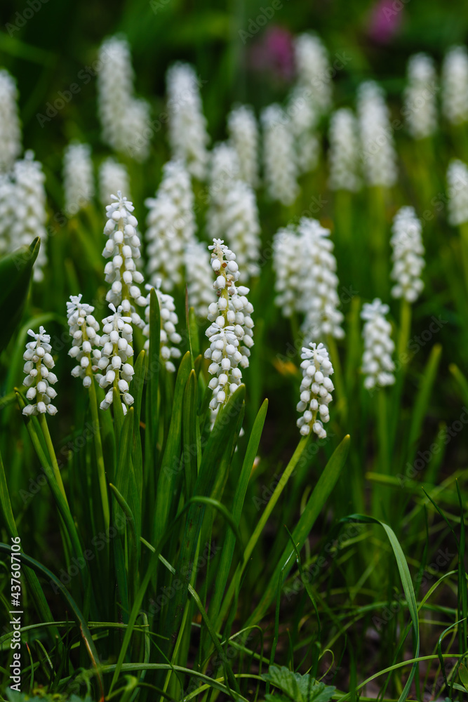Muscari White Magic, clump of muscari aucheri white magic in flower, flowering grape hyacinths in a garden Muscari White Magic, clump of muscari aucheri white magic in flower, flowering grape hyacinths in a garden