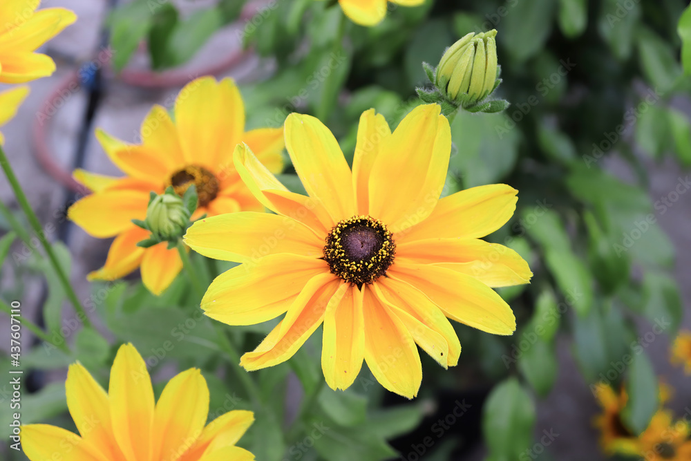 Clusters of yellow rudbeckia flowers blooming in the garden Clusters of yellow rudbeckia flowers blooming in the garden