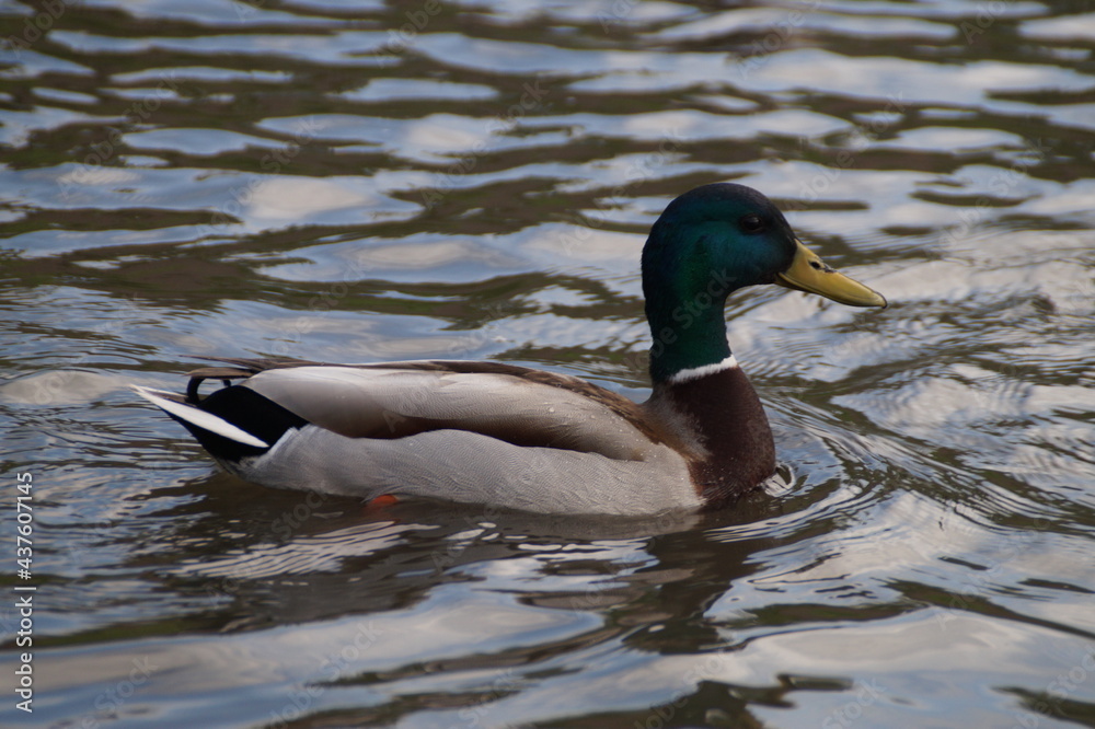 Obraz premium duck on the lake