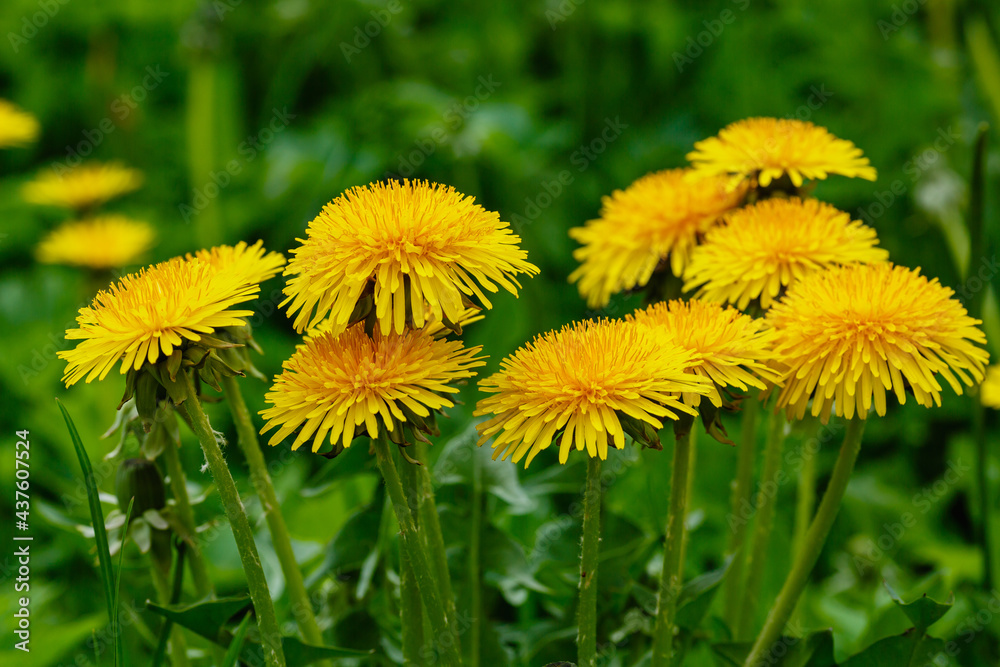 Yellow flowers of dandelions in green backgrounds. Spring and summer background. Yellow flowers of dandelions in green backgrounds. Spring and summer background.