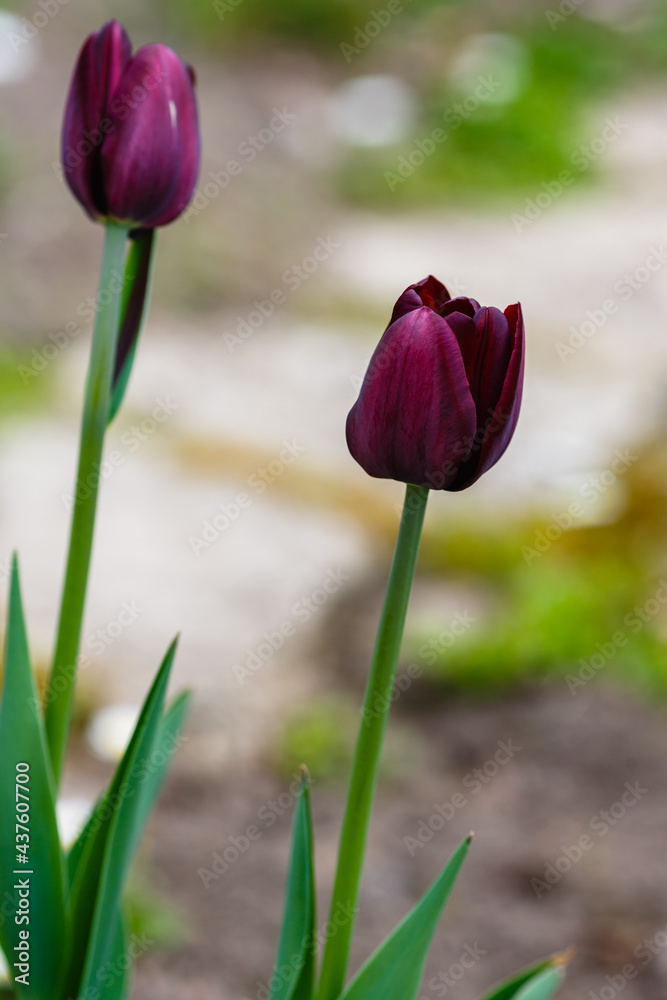 Tulipa (waterlily tulip) in spring garden Tulipa (waterlily tulip) in spring garden