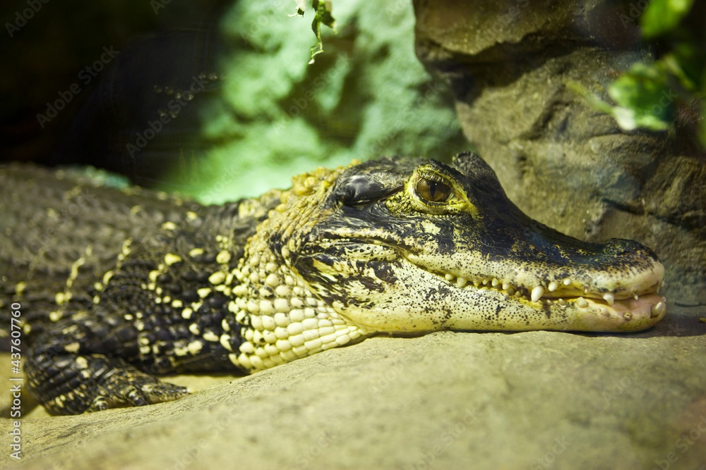 Obraz premium close up of a crocodile