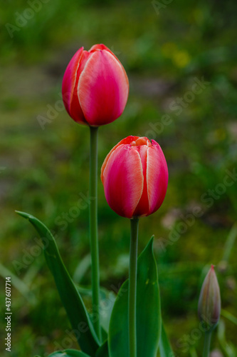 Tulipa  waterlily tulip  in spring garden