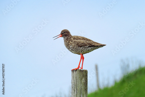 Fotografija Redshank (Tringa totanus) bird with orange beak and legs standing on a pole