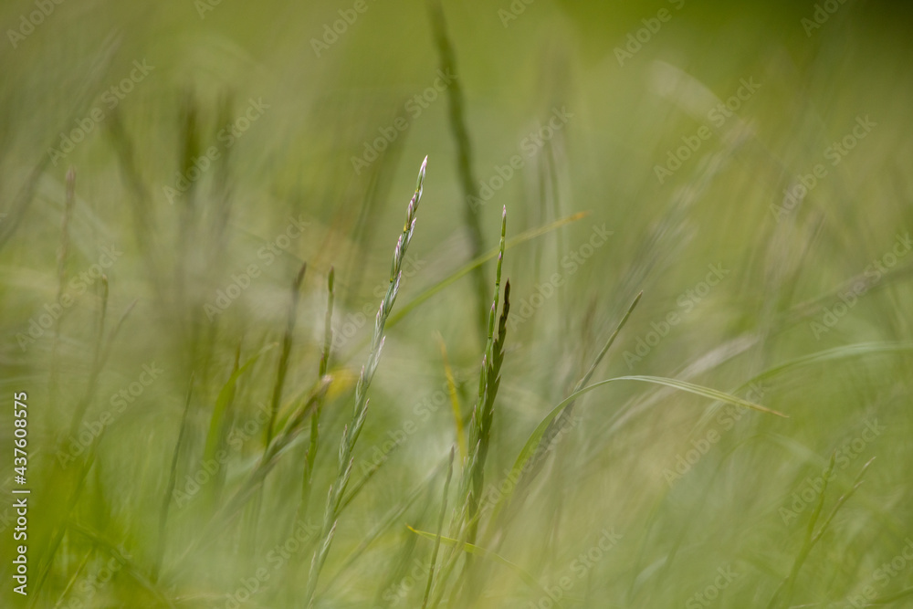 Shallow depth of field in long grass. Shallow depth of field in long grass.