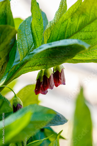 Flower of deadly nightshade or atropa beladonna. Atropa beladonna is a perennial herbaceous plant in the Solanaceae family with a thick, multi-headed rhizome