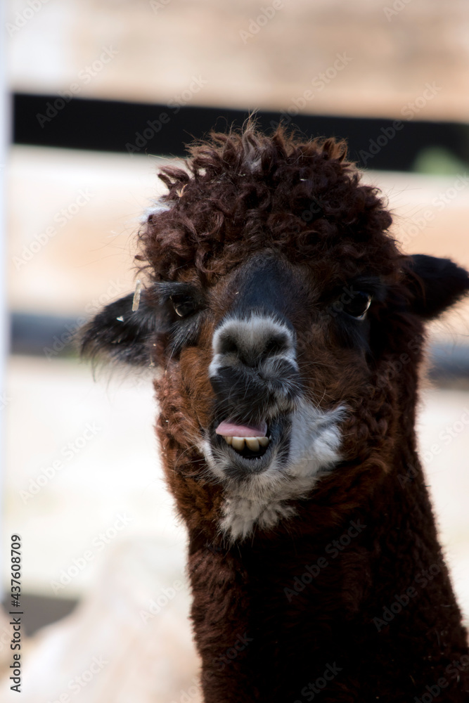 Obraz premium this is a close up of an alpaca
