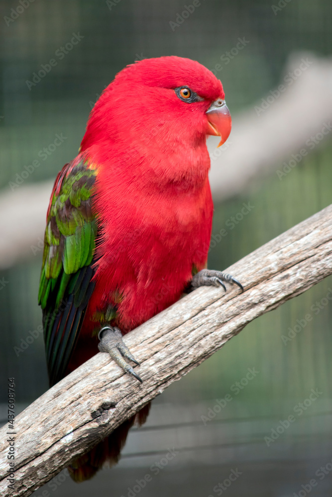 Obraz premium the chatting lory is perched on a branch