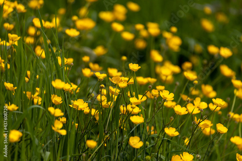 Buttercup flowers in a meadow