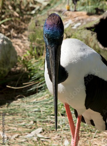 this is a close up of a black necked stork photo