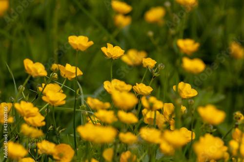Buttercup flowers in a meadow