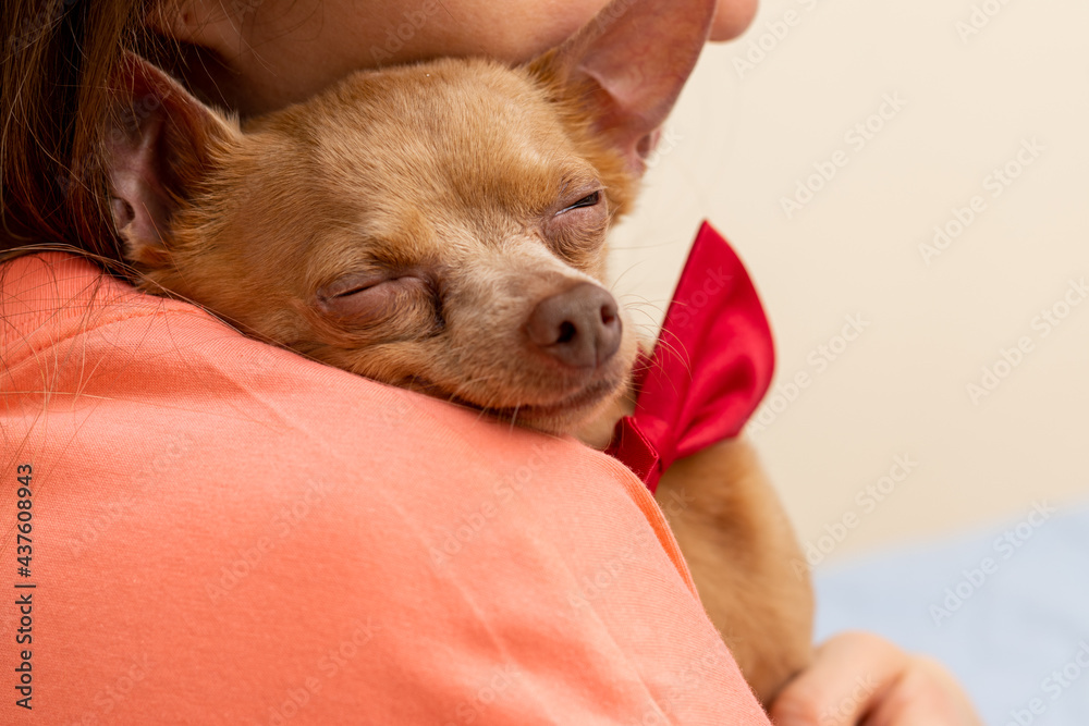 Small senior dog sleeps on the shoulder of his owner.