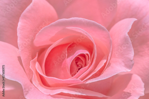 close up of pink rose flower