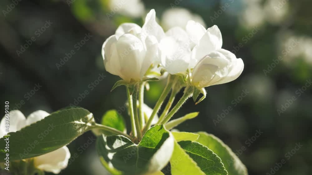 Branch of fresh spring apple tree blossom with sun flares and green leaves on dark green nature blurred background. Apple tree white flower in the garden. Close up Branch of fresh spring apple tree blossom with sun flares and green leaves on dark green nature blurred background. Apple tree white flower in the garden. Close up