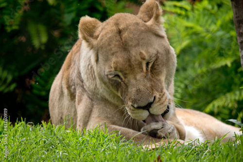 the lioness is licking her paws