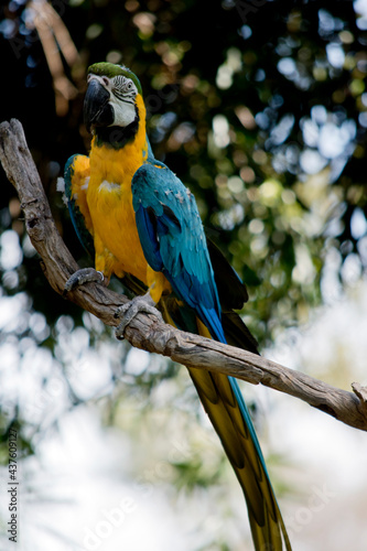 the blue and gold macaw is perched on a tree branch