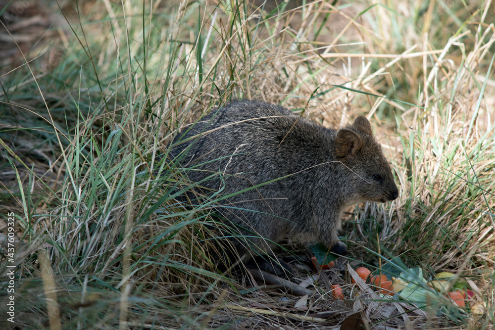the quokka is a small cute marsupial